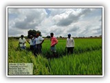 DV to Hunagund Mundagod Tq. Grain discoloration in paddy